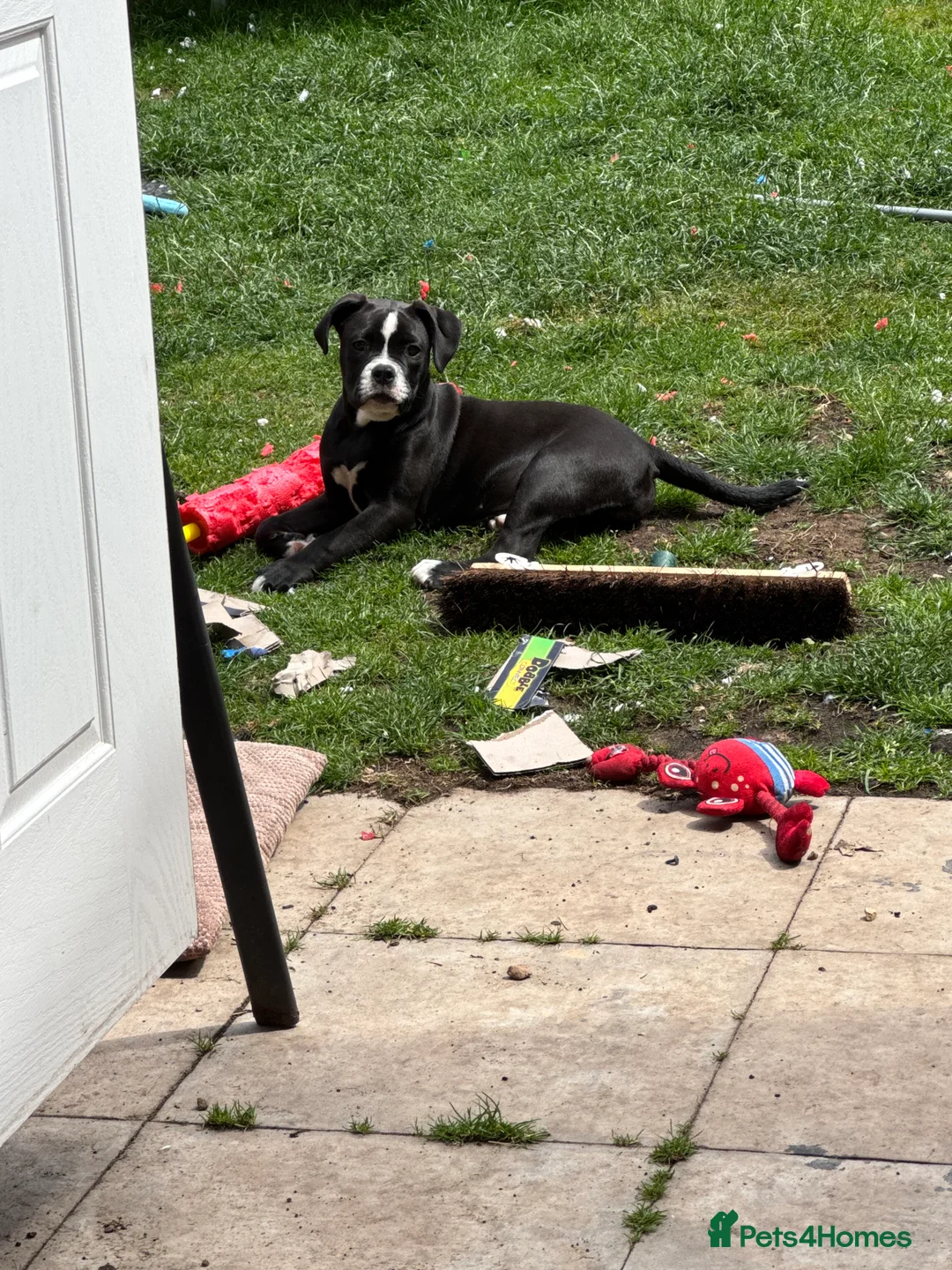 Mixed Breed dogs for sale: Lovely 1 year old female for rehoming - Advert 7