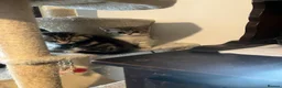 Scottish Fold cats for sale: Scottish fold and straight kittens - Advert 19