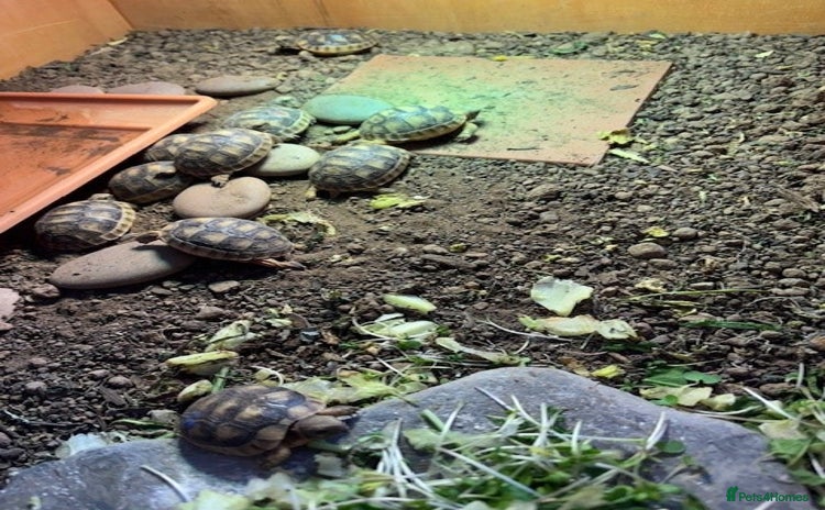 Tortoise reptiles - Advert 2
