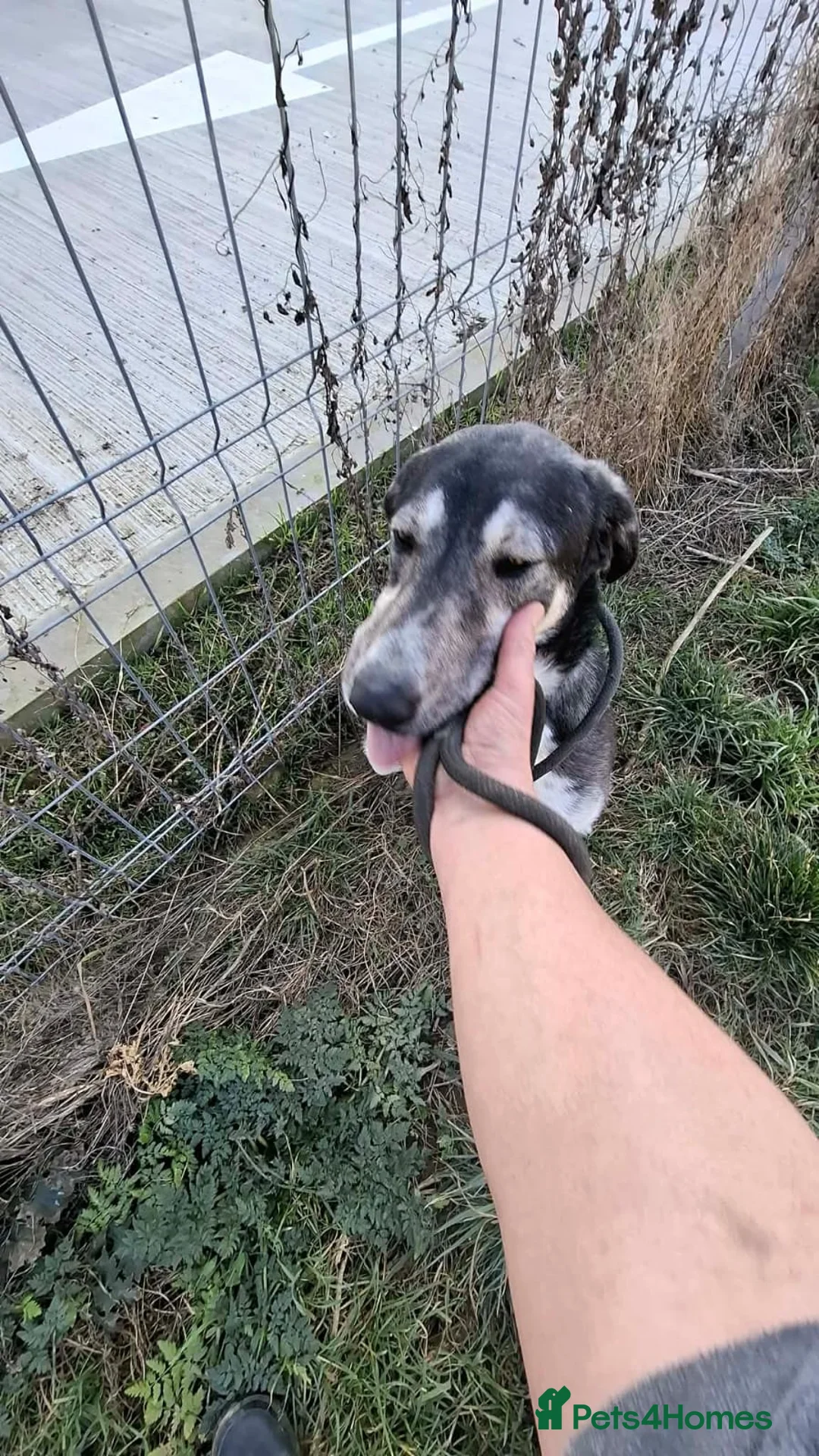 Mixed Breed dogs for adoption: Meet ash ❤️‍🩹 - Advert 1