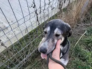 Mixed Breed dogs Meet ash ❤️🩹 - Advert 1