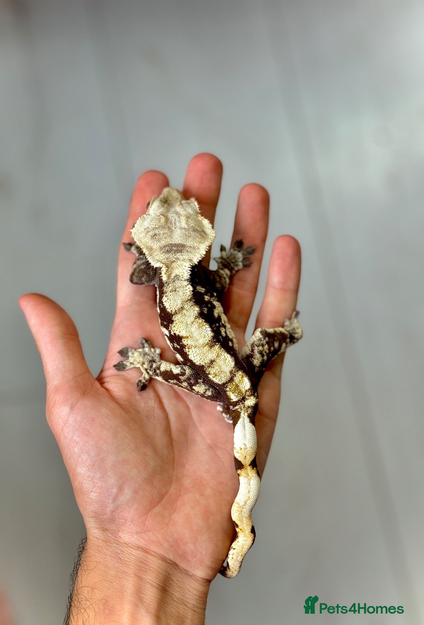 Gecko reptiles ❗️Crested Gecko & Setup❗️ - Advert 1