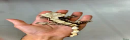 Gecko reptiles for sale: ❗️Crested Gecko & Setup❗️ in Cradley Heath - Advert 1