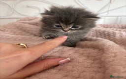 Persian cats for sale: Persian cross Maine coon  - Image 4