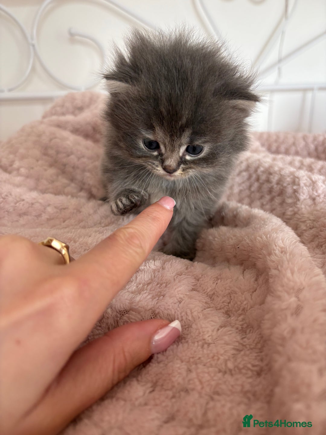Persian cats for sale: Persian cross Maine coon  - Image 4