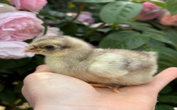Chickens poultry for sale: 🐣 Beautiful Orpington Chicks & Cockerels for Sale - Image 18