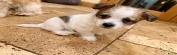 Mixed Breed dogs for sale: Adorable Shih Tzu/Jack Russell Puppies - Advert 30