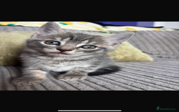 British Shorthair cats for sale: Beautiful British short hair cross kittens - Advert 10