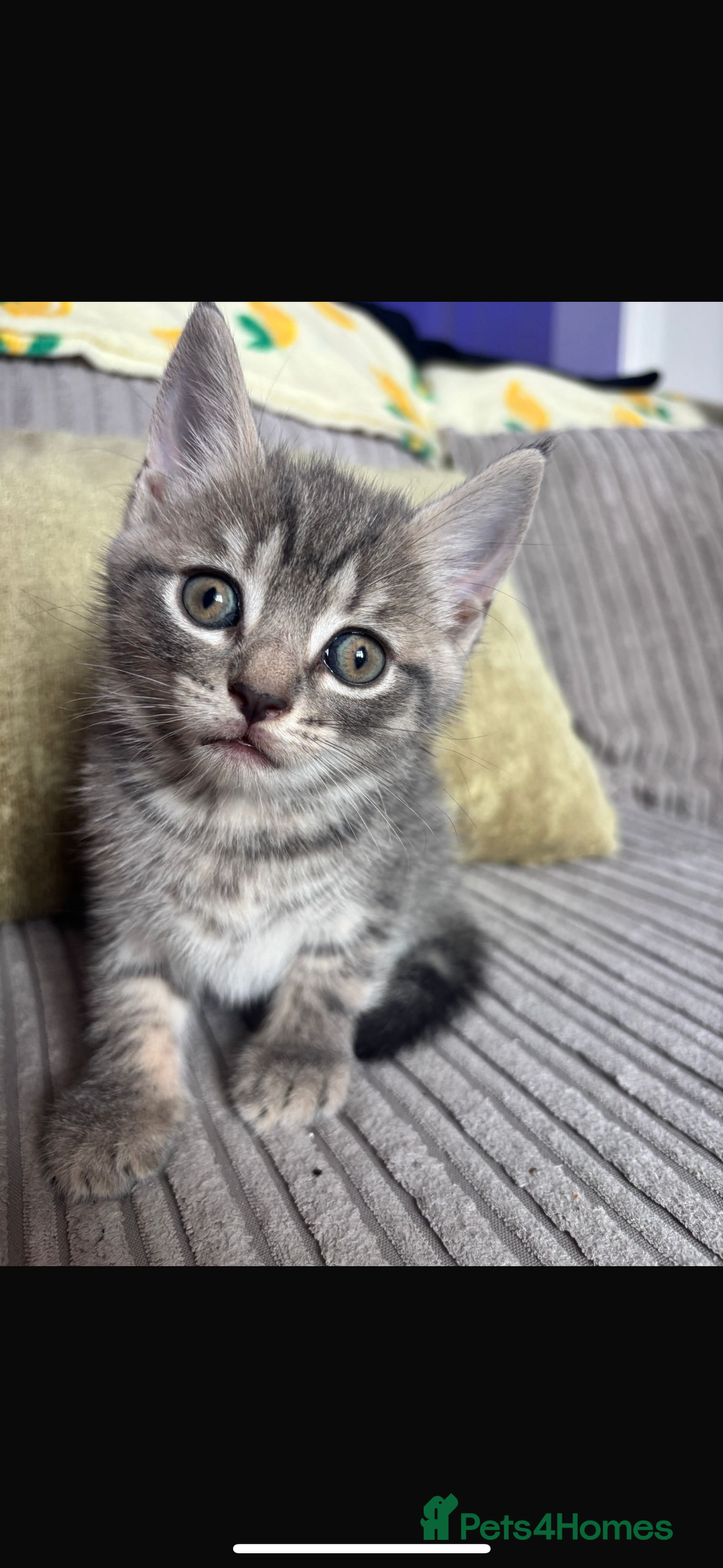 British Shorthair cats for sale: Beautiful British short hair cross kittens - Advert 10