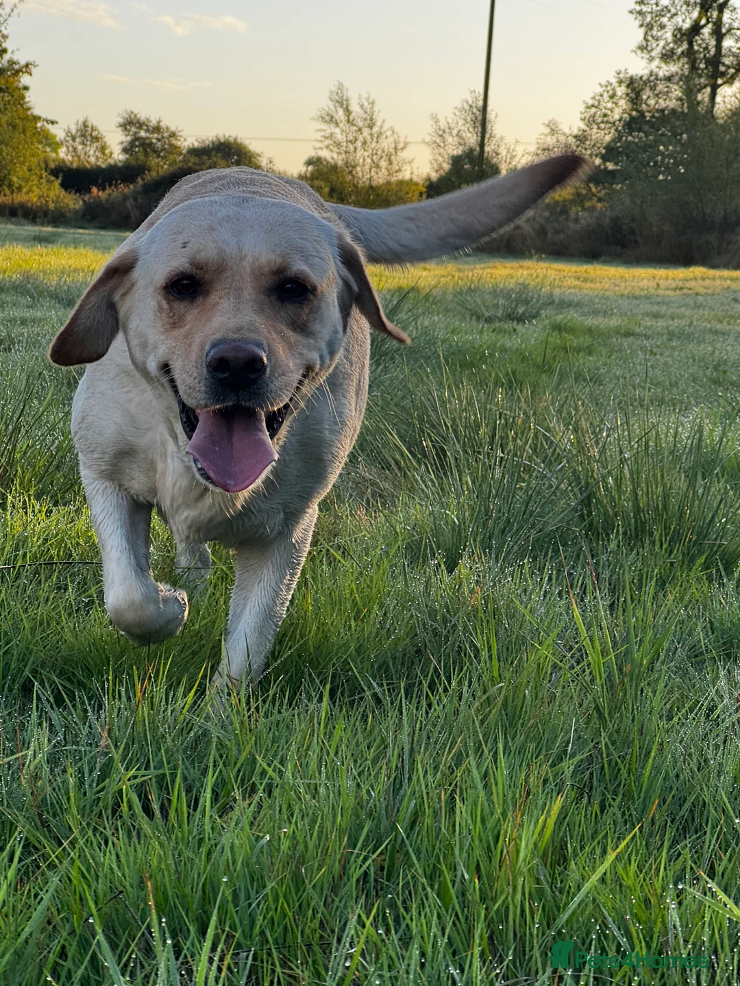 Labrador Retriever dogs for sale: Kc reg Labrador puppies - Advert 2