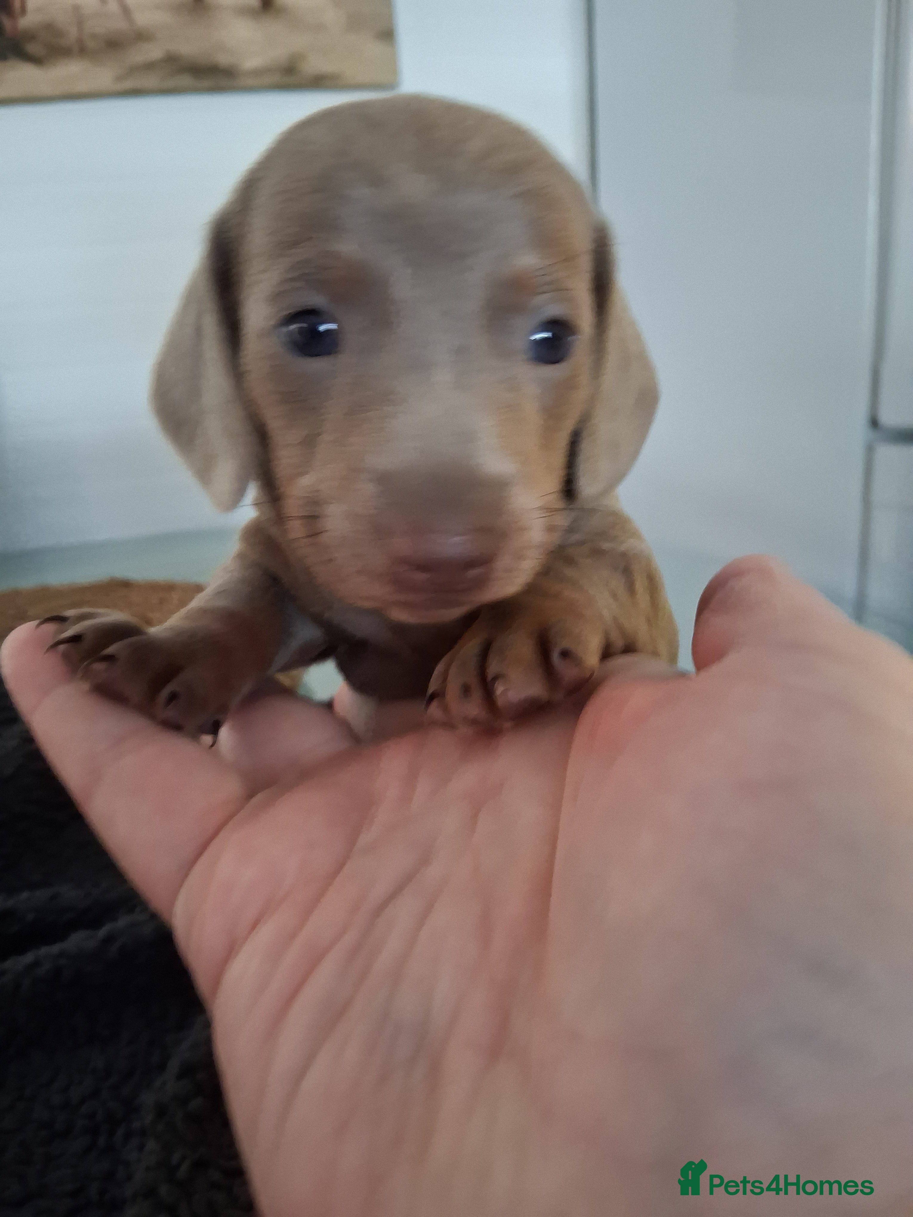 Miniature Dachshund dogs Miniture dachhund - Advert 3