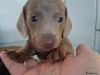 Miniature Dachshund dogs Miniture dachhund - Advert 2