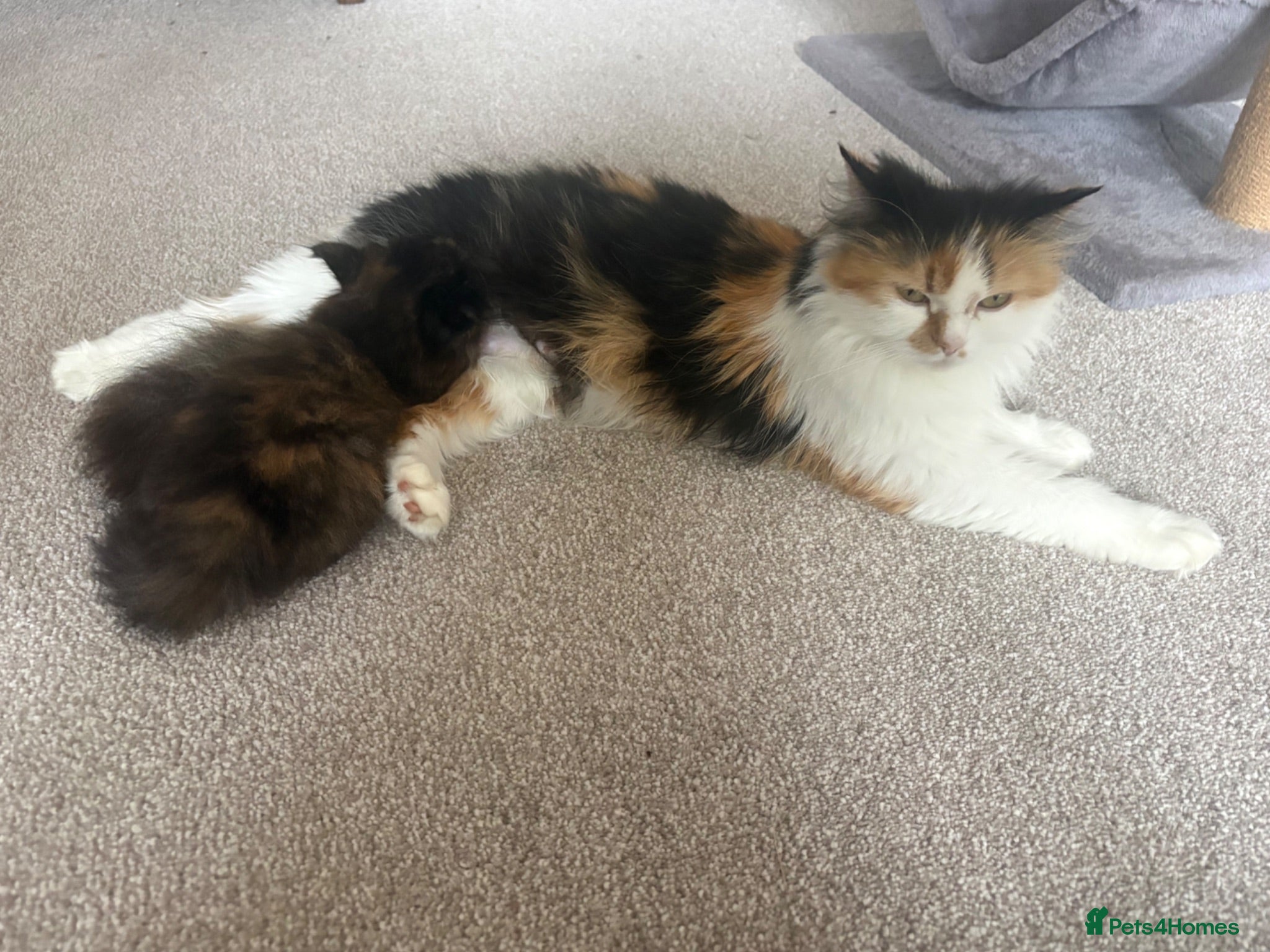 Mixed Breed cats Fluffy kittens finger and mixed  - Advert 1