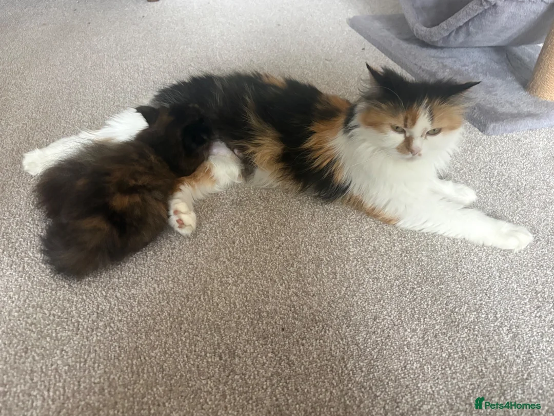 Mixed Breed cats for sale: Fluffy kittens finger and mixed  - Advert 1