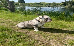 Dorset Olde Tyme Bulldogge dogs for sale: 11 month Old Tyne BullDog  - Image 10