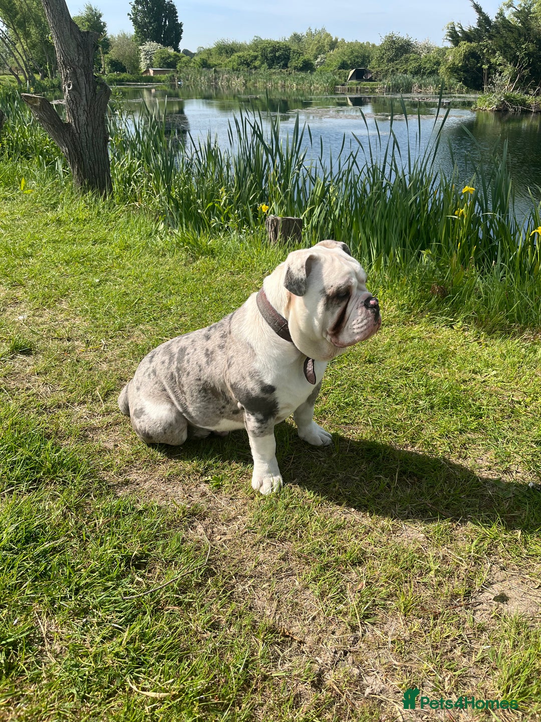 Dorset Olde Tyme Bulldogge dogs for sale: 11 month Old Tyne BullDog  - Image 10