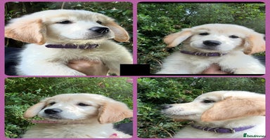 Golden Retriever dogs - Advert 3