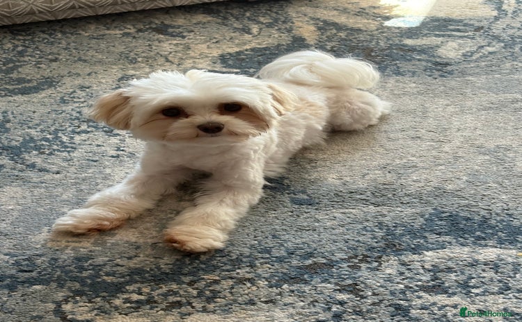 Maltipoo dogs - Advert 9
