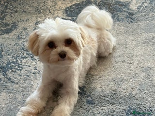 Maltipoo dogs - Advert 1