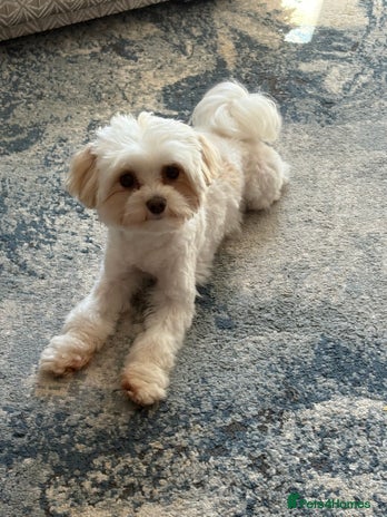 Maltipoo dogs - Advert 1