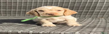 Green Collar