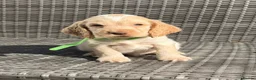 Cocker Spaniel dogs for sale: KC registered Cocker Spaniel Pups DNA Tested - Advert 4
