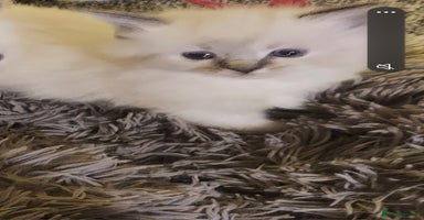 Ragdoll cats 3 beautiful ragdoll kittens  - Advert 6