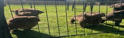 Labrador Retriever dogs for sale: KC chocolate Labrador puppies for sale - Advert 7