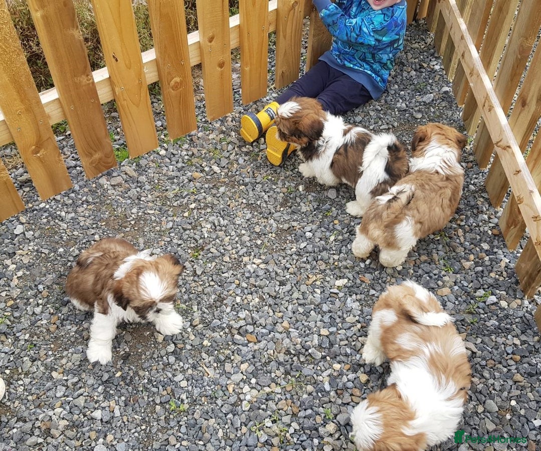 Shih Tzu dogs for sale: ✨ Adorable Shih Tzu Puppies – 1 Boy & 2 Girls 💖 - Image 4
