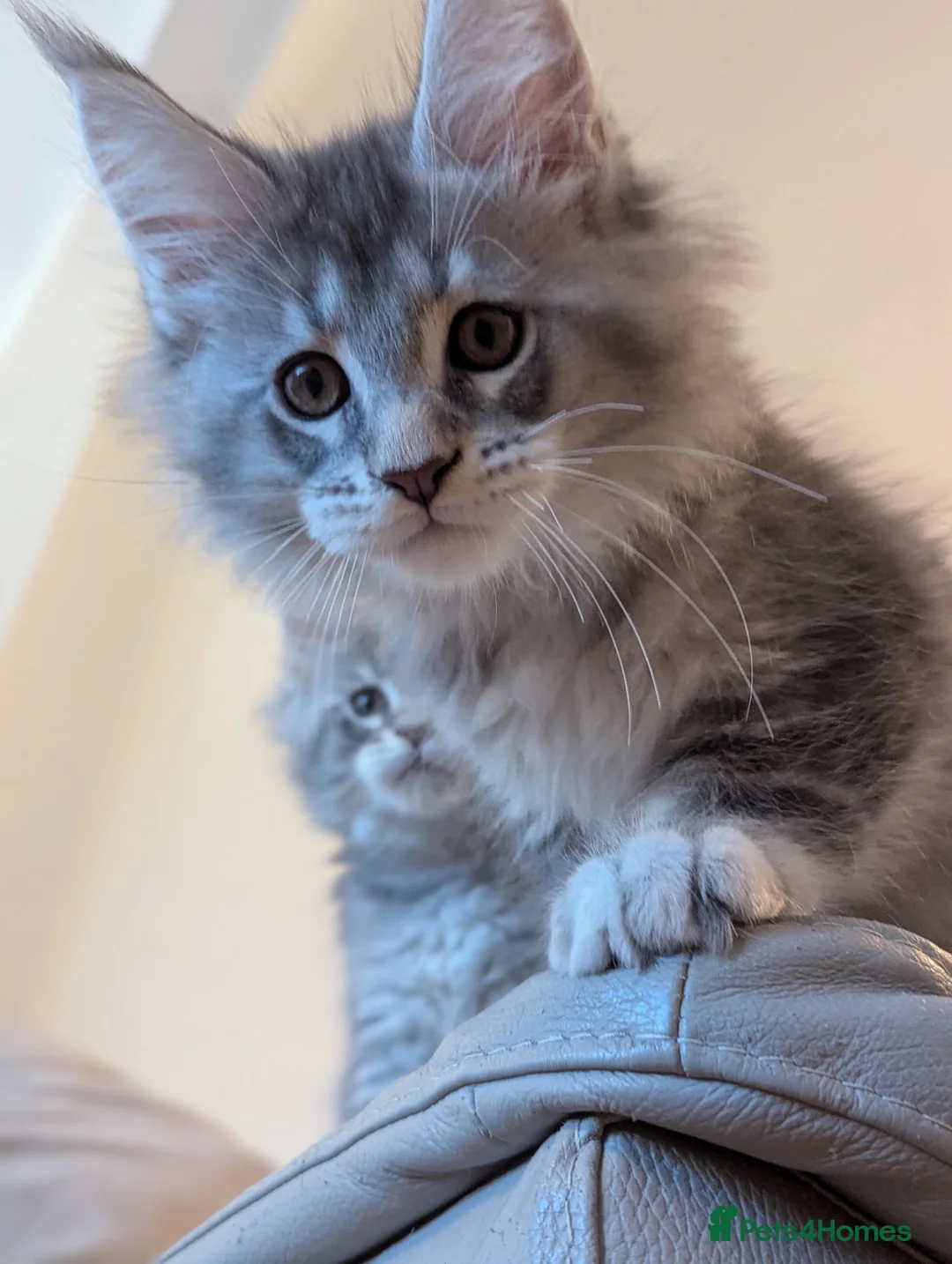 Maine Coon cats for sale: 🏅GCCF🏅 pure maine coon kittens  - Advert 15