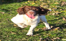English Springer Spaniel dogs for stud: English Springer Spaniel at Stud  - Advert 2