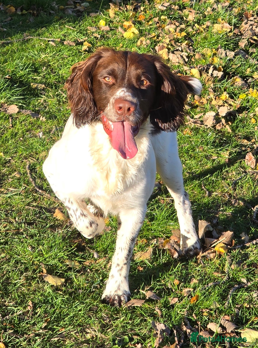 English Springer Spaniel dogs for stud: English Springer Spaniel at Stud  - Advert 2
