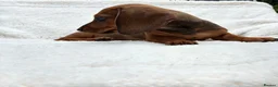 Dachshund dogs for sale: Dachshund Puppies ready for their forever homes - Advert 4