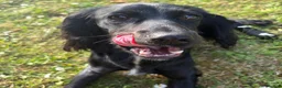 Cocker Spaniel dogs for sale: Female Cocker Spaniel in Llanerchymedd - Advert 3