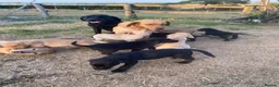 Labrador Retriever dogs for sale: Beautiful Kennel Club Registered Labrador Puppies - Advert 14
