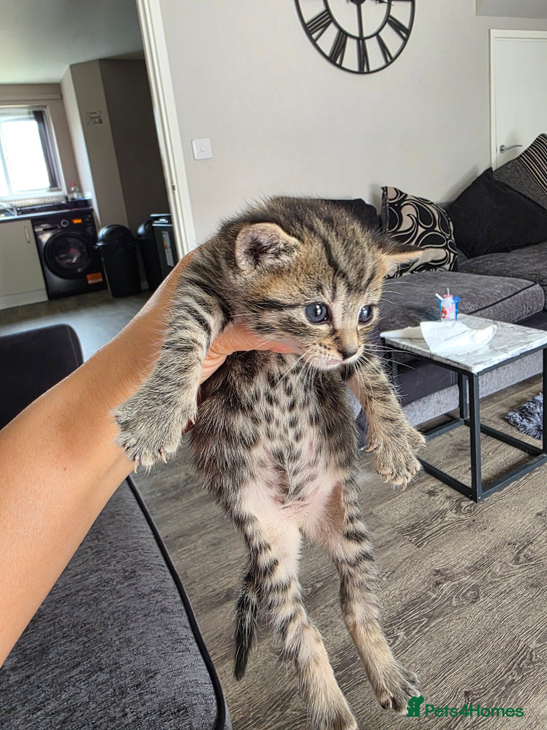 Bengal cats for sale: Bengal/tabby cat with kittens - Image 1