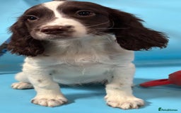 English Springer Spaniel dogs for sale: English springer spaniel - Image 13