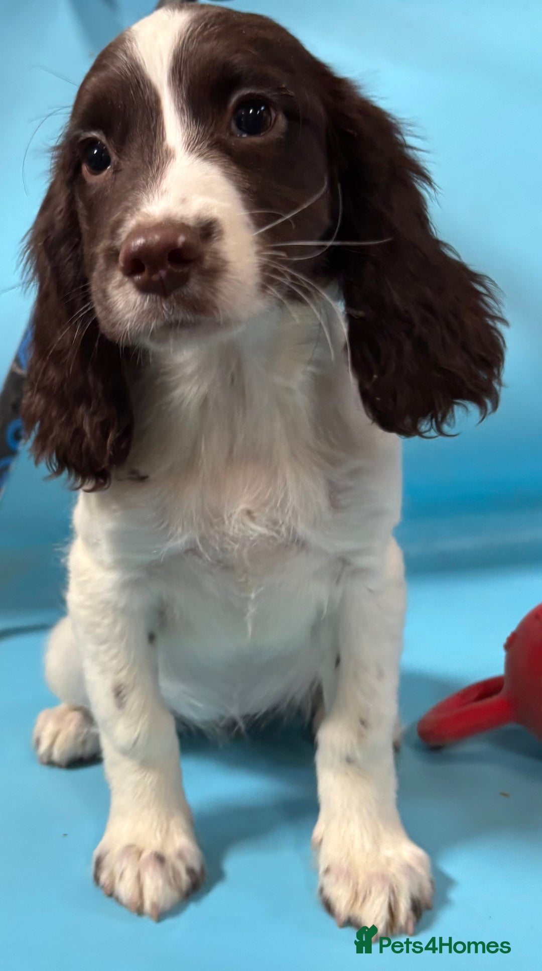 English Springer Spaniel dogs for sale: English springer spaniel - Image 13