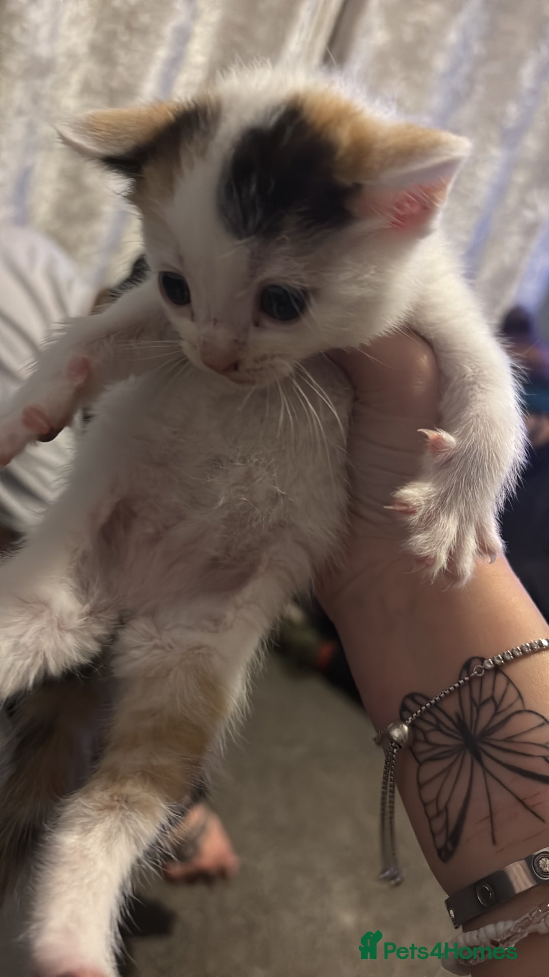 Mixed Breed cats for sale: beautiful calico girl  - Advert 3