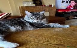 Maine Coon cats for sale: GCCF Pedigree Russian line Maine Coon - Advert 11