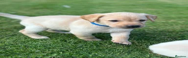 Labrador Retriever 2