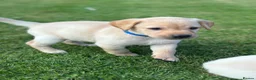 Labrador Retriever dogs for sale: Well handled Labrador puppies need a loving home - Advert 20