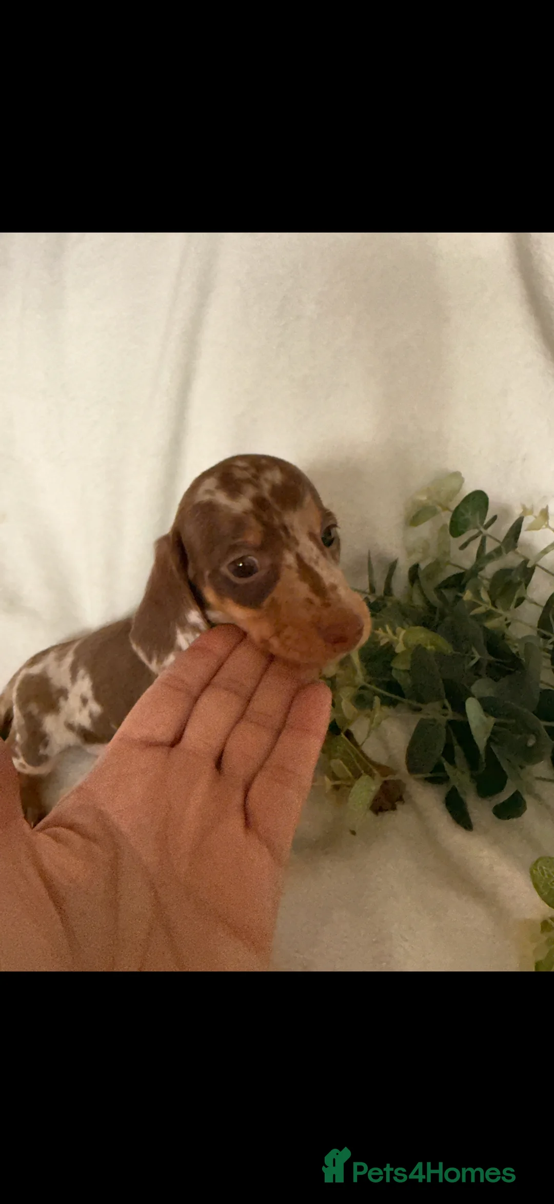 Dachshund dogs for sale: Beautiful miniature dachshunds dapple & Isabella  - Advert 11