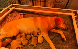Labrador Retriever dogs for sale: Labrador puppies  - Image 4
