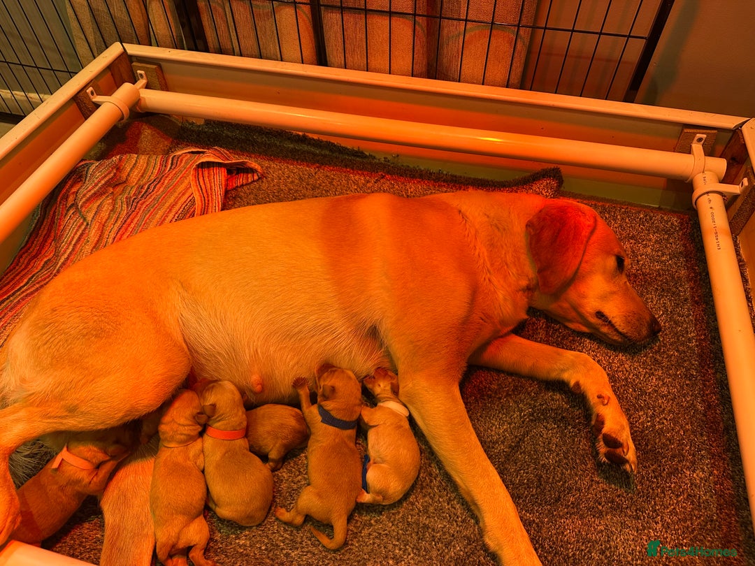 Labrador Retriever dogs for sale: Labrador puppies  - Image 4
