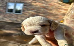 Clumber Spaniel dogs for sale: Clumber spaniel Puppies For Sale COI 6.4% - Advert 7