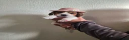 Beagle dogs for sale: Beagle puppies ready for love!! - Advert 25