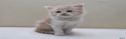 Mixed Breed cats for sale: Gorgeous Long Haired Siberian Cross Kittens  - Advert 7