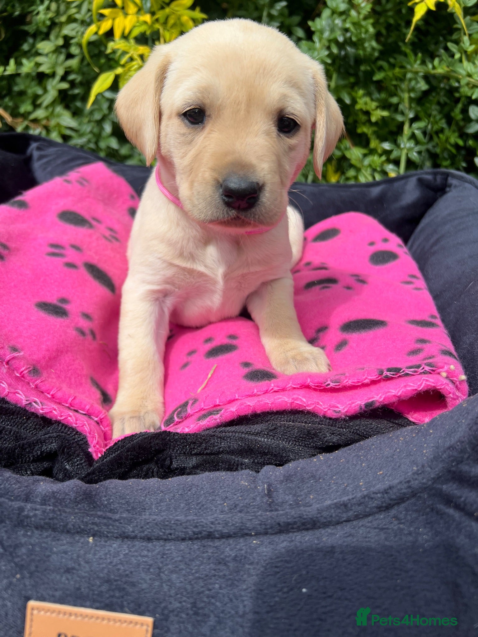 Labrador Retriever dogs Exquisite KC FTCH Labrador Puppies - Advert 2