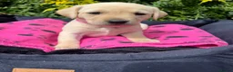 Labrador Retriever dogs for sale: 🐾 READY NOW🐾 FTCH Labrador Puppies - Advert 27